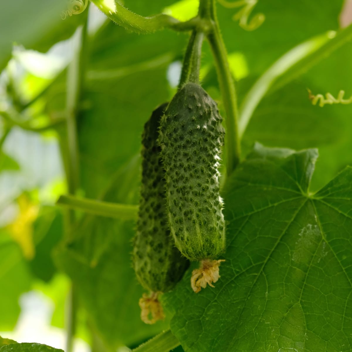 LA FRESCHEZZA CROCCANTE INCONTRA IL GUSTO