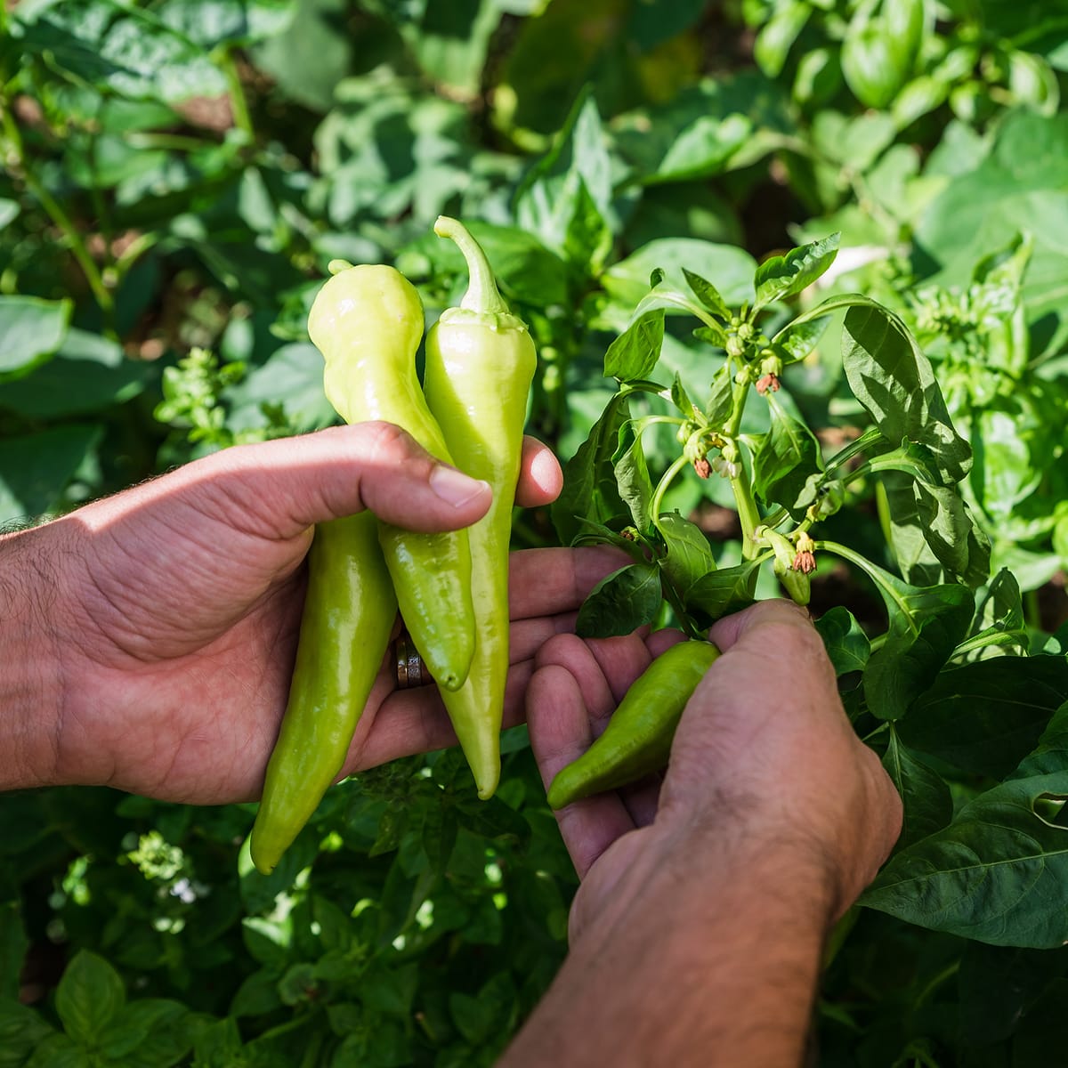 UN TOCCO DI CARATTERE ALLE TUE CREAZIONI