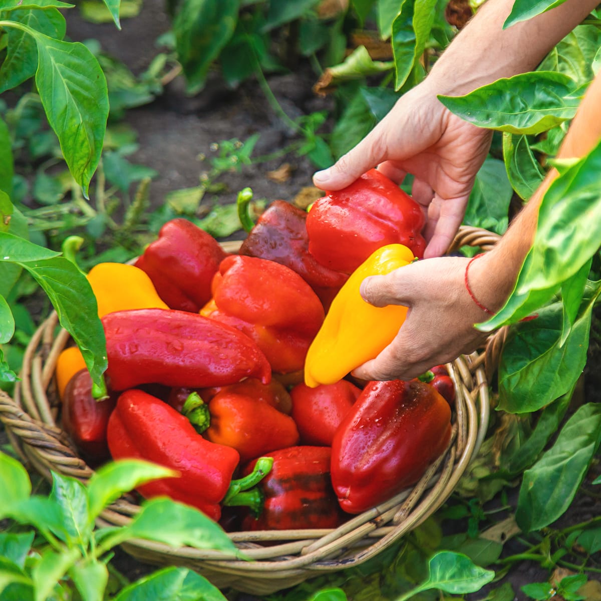 COLORE E ALLEGRIA PER OGNI TUA RICETTA
