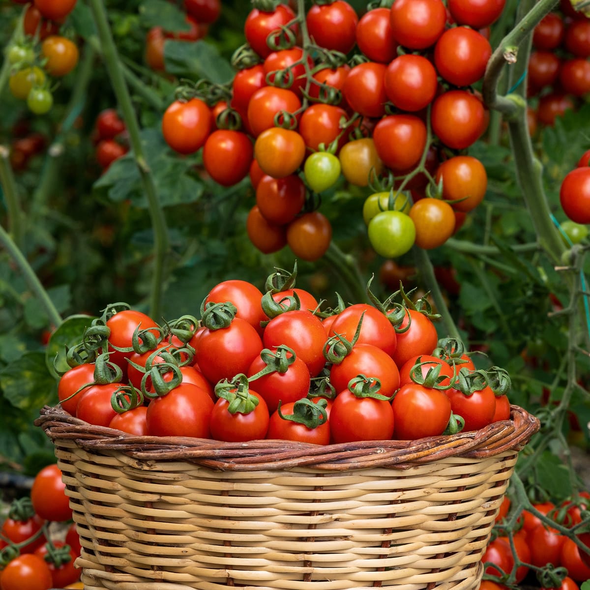 IL SOLE IN UN VASETTO